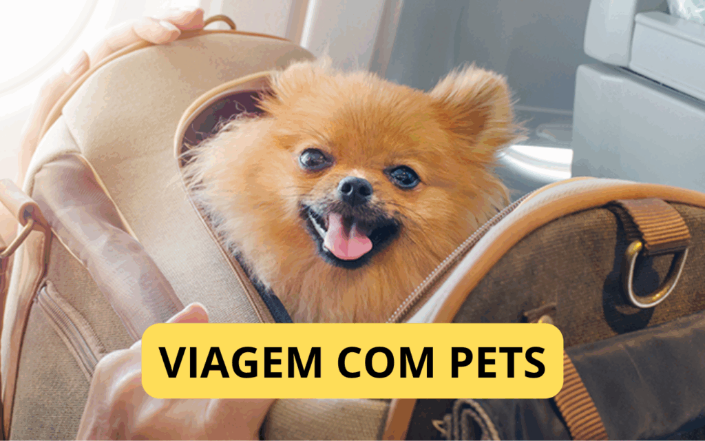 Viagem com pets idosos: o que muda no cuidado?