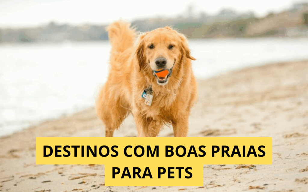 Destinos com praias liberadas para cães: o que você precisa saber
