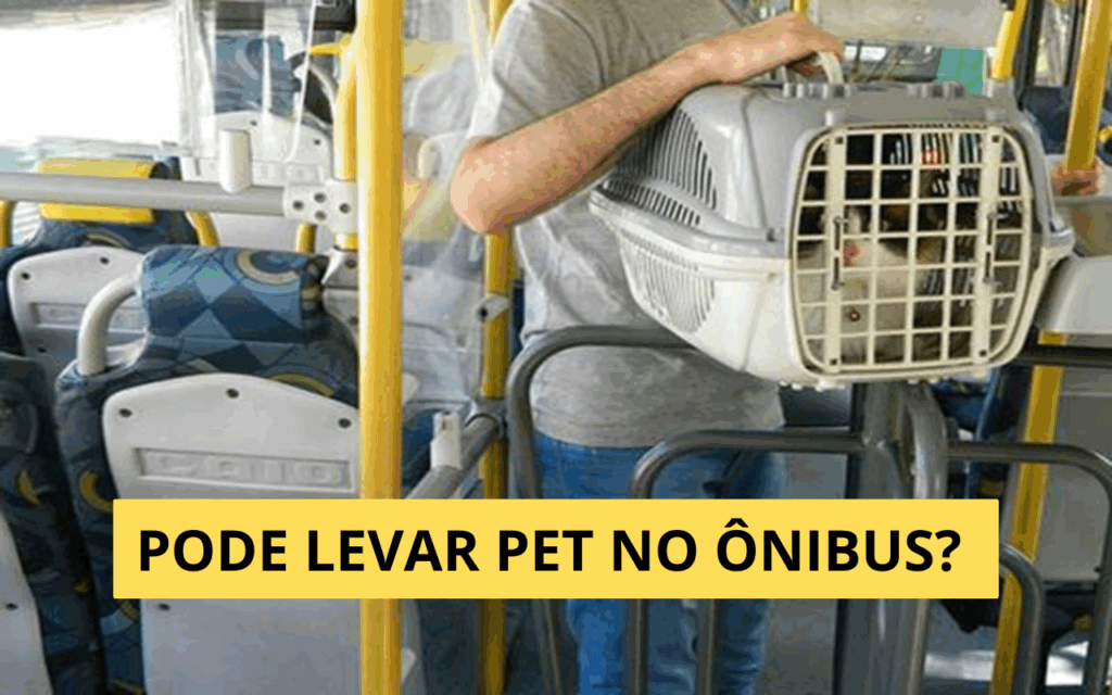 Pode levar pet no ônibus? Regras das principais viações rodoviárias