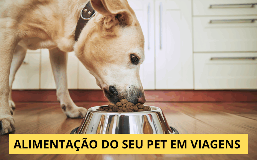 Dicas para manter a alimentação do pet em viagens
