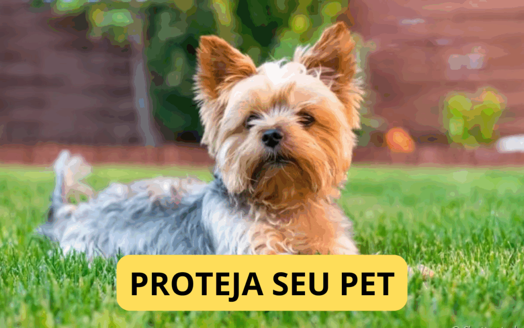 Cuidados com o calor: como proteger seu pet do superaquecimento