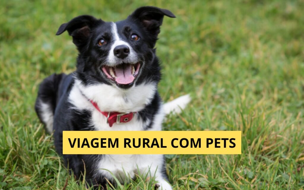 Viagem rural com pets: pousadas e fazendas que aceitam animais