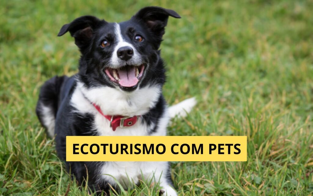 Ecoturismo com Pets: Conectando seu Animal à Natureza