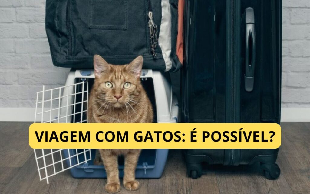 Viagem com gatos: é possível? Veja como planejar com segurança