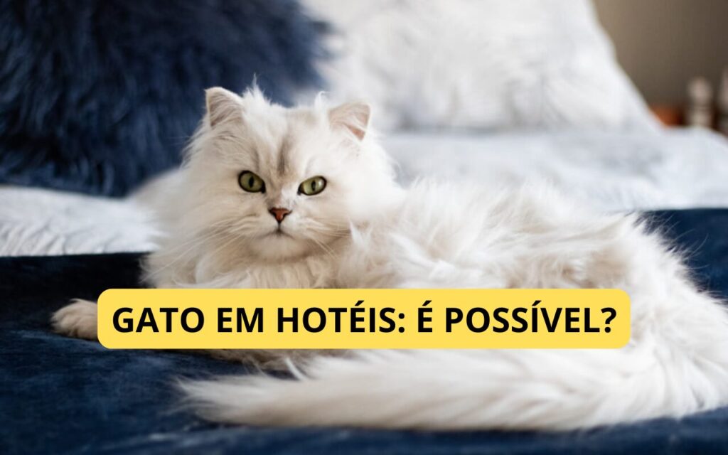 Gatos em hotéis: como garantir conforto e segurança durante a estadia