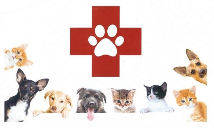 Kit de emergência veterinária: o que levar na bolsa do pet
